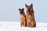BERGER ALLEMAND 468